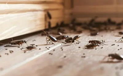 Pragas urbanas em apartamentos do Leblon: mitos e verdades sobre infestação